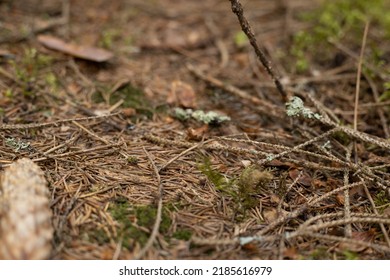 There Are Dry Needles And Fir Branches In The Forest, And Ants Walk There.