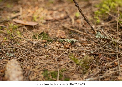 There Are Dry Needles And Fir Branches In The Forest, And Ants Walk There.