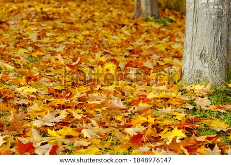 Gelber Herbst Baum Blatt