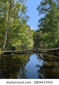 There is a fallen tree in the middle of a river