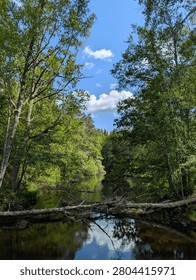 There is a fallen tree in the middle of a river