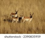 There is a family of antelopes living on the high plains of Wyoming.