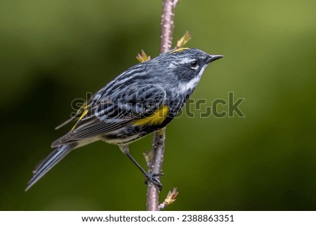 There are a few variants of the yellow-rumped warbler, with this image being of a Myrtle warbler perched on a branch in the spring.   