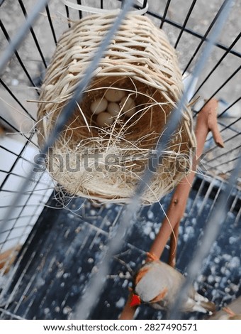 There are five newly hatched eggs from an Australian finch mother.