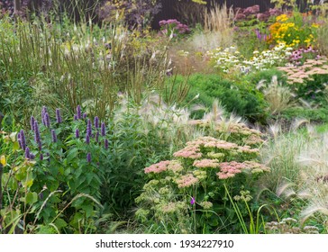 There is a flowering planting of perennials in the autumn garden - Powered by Shutterstock