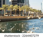 There are a lot of flying seagulls on the embankment. Al qasba canal, Sharjah, UAE