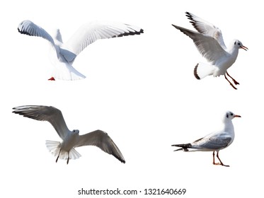 There are four flying seagulls, attacking seagulls, and looking seagulls.