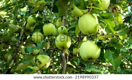 There are a lot of green apples on the branches of an apple tree in the garden. Cultivation of eco-apples, production of apple juice