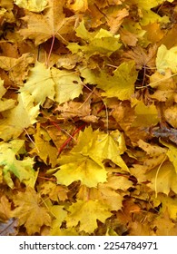 There is a ground covered with yellow maple leaves. - Shutterstock ID 2254784971