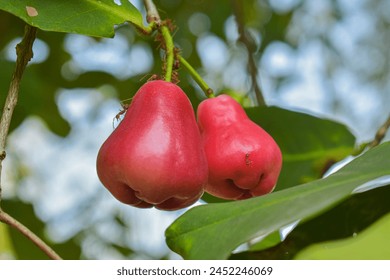 There was a group of red ants nesting near the apple tree. They saved apples for their supplies. Plus, the color of the red ant's body also blends in with the color of the rose apple.