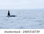 There is killer whale at Shiretoko, a world heritage site