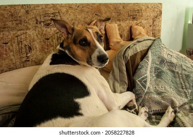 There Is A Large Dog On The Couch. The Spotted Dog Is Resting.