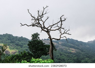 There is a leafless tree on top of the mountain