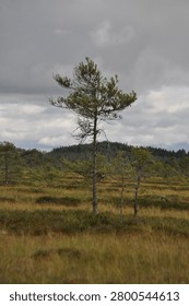 There is a lone tree standing alone in a field