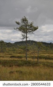 There is a lone tree standing alone in a field