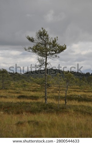 There is a lone tree standing alone in a field