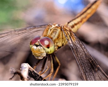 There are lots of dragonflies like this in my area, because behind my house there are still lots of rice fields
