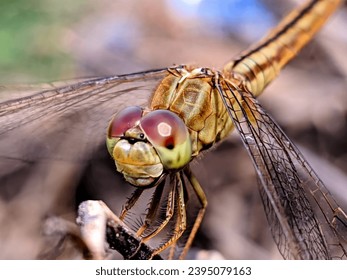 There are lots of dragonflies like this in my area, because behind my house there are still lots of rice fields