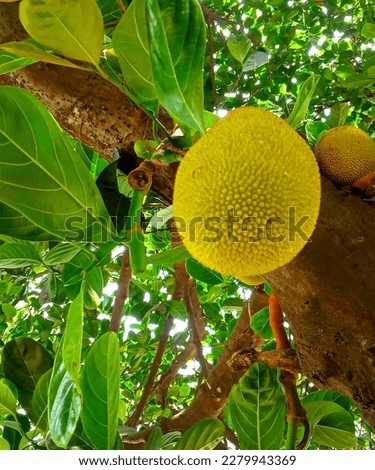 There are many beautyfull rife jackfruits anging from the tree Stock photo © 