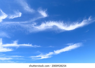 There are many cirrus uncinus clouds in the blue sky