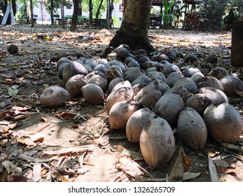 There are many coconuts placed under the coconut trees.