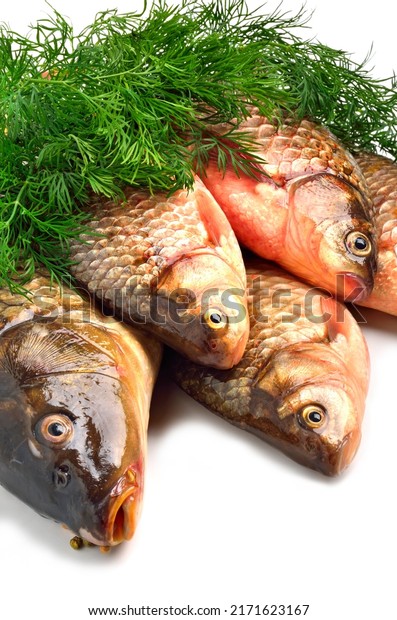 There are many\
crucian carp, a genus of ray-finned fish of the carp family.\
isolated on white\
background.