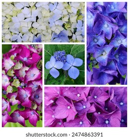 There are many different types of hydrangeas.