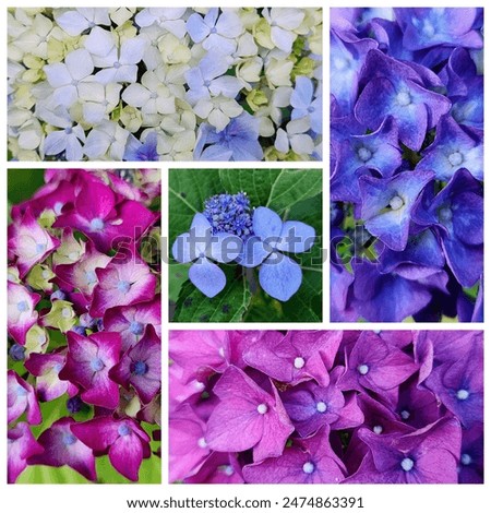 There are many different types of hydrangeas.