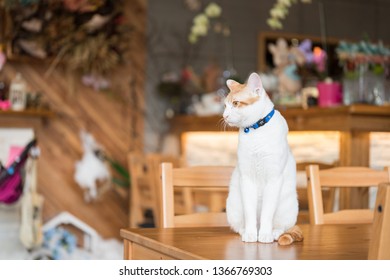 猫 カフェ の写真素材 画像 写真 Shutterstock