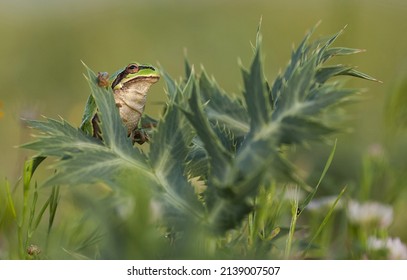 There Are Many Frogs (Anura) In The Wetlands Of Karacadağ In Diyarbakır.