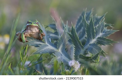 There Are Many Frogs (Anura) In The Wetlands Of Karacadağ In Diyarbakır.