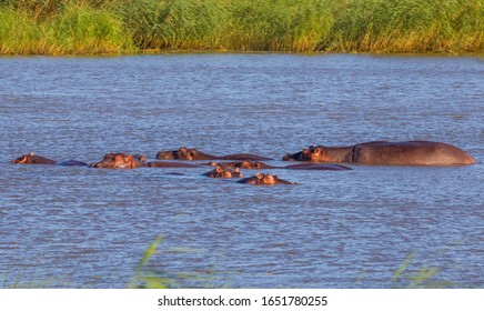 There Are Many Hippos In The Lake St. Lucia In South Africa. 