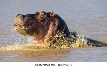 There Are Many Hippos In The Lake St. Lucia In South Africa.