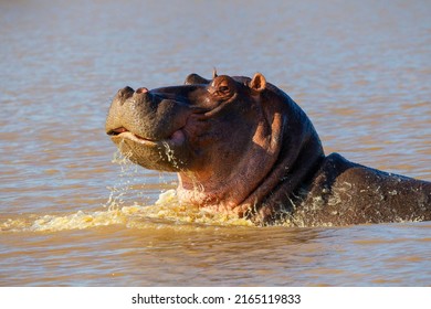 There Are Many Hippos In The Lake St. Lucia In South Africa.