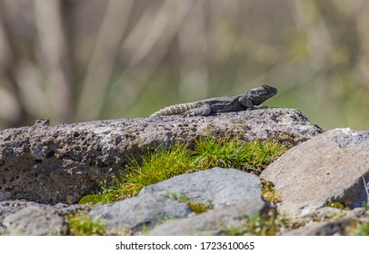 There Are Many Spiny Lizards (Stellagama Stellio) In The Hevsel Gardens, Which Are On The UNESCO Heritage List In Diyarbakır. These Balkans, Turkey And A Lizard Species Living In The Middle East.