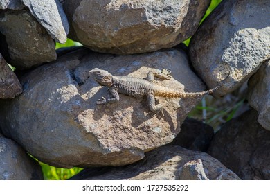 There Are Many Spiny Lizards (Stellagama Stellio) In The Hevsel Gardens, Which Are On The UNESCO Heritage List In Diyarbakır. These Balkans, Turkey And A Lizard Species Living In The Middle East.