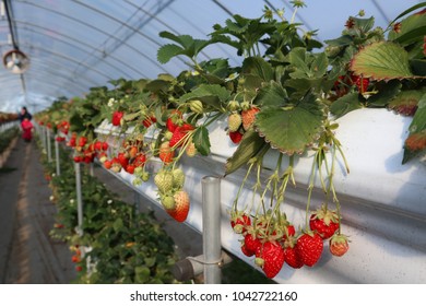There are many strawberrise in spring.