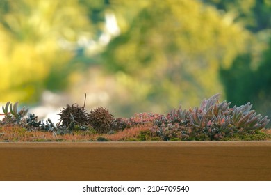 There are many tiny plants. 