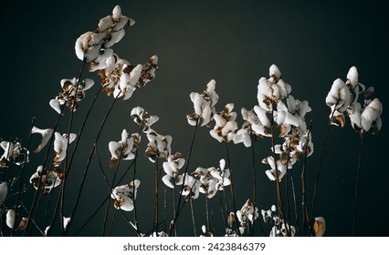 there are many white flowers in a vase on a table, unsplash photography, lots of cotton plants, by James E. Brewton, blacks and blues, by emmanuel lubezki, composed of random limbs, moor, james yang, 