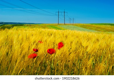 There are many wild red poppies in the French countryside among the wheat field. Beautiful flowers in a wonderful country. High voltage power line - Powered by Shutterstock