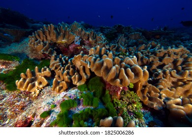 There Are Many Wonders To Be Seen Under The Ocean, Like The Coral Reefs Of National Marine Sanctuary Of American Samoa Seen Here. About 500 Million People Around The World Depend On Reefs.