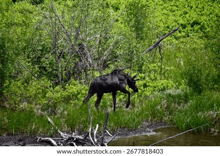 there is a moose that is walking through the grass by the water