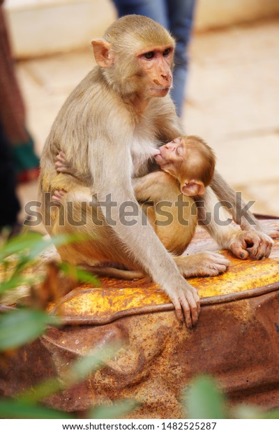 There No Other Love Like Mothers Stock Photo Edit Now