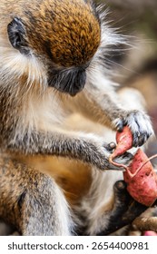 There is only one type of monkey in Barbados - the green monkey.The green monkey was introduced into Barbados from Senegal and the Gambia in West Africa over 350 years ago.