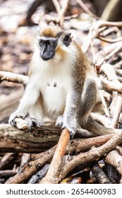 There is only one type of monkey in Barbados - the green monkey.The green monkey was introduced into Barbados from Senegal and the Gambia in West Africa over 350 years ago.