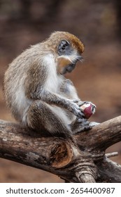 There is only one type of monkey in Barbados - the green monkey.The green monkey was introduced into Barbados from Senegal and the Gambia in West Africa over 350 years ago.
