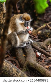 There is only one type of monkey in Barbados - the green monkey.The green monkey was introduced into Barbados from Senegal and the Gambia in West Africa over 350 years ago.