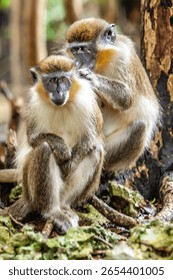 There is only one type of monkey in Barbados - the green monkey.The green monkey was introduced into Barbados from Senegal and the Gambia in West Africa over 350 years ago.