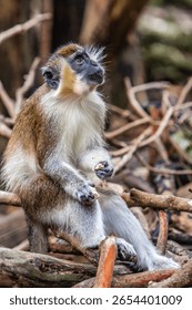 There is only one type of monkey in Barbados - the green monkey.The green monkey was introduced into Barbados from Senegal and the Gambia in West Africa over 350 years ago.