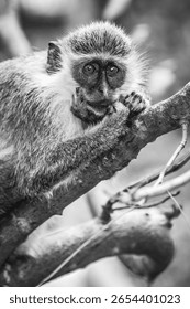 There is only one type of monkey in Barbados - the green monkey.The green monkey was introduced into Barbados from Senegal and the Gambia in West Africa over 350 years ago.